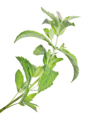 isolated one branch of green peppermint