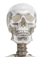 Obraz premium light human skull with neck isolated on white