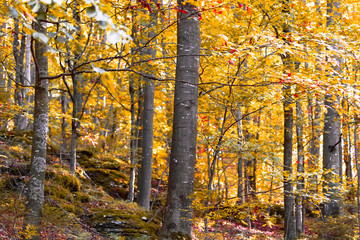 Obraz premium forest in the fall