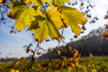 Gespensterwald