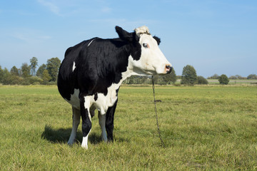 Cows and meadow - krowy pasące się na łące - obrazy, fototapety, plakaty