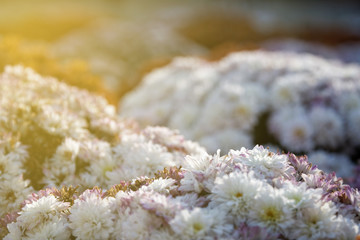 Close-up flowers Blooming. Group of vibrant colorful flowers blooming in fall