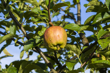 young ripening Apple with water droplets