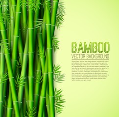 Bamboo background concept. Vector illustration desing