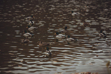 ducks in autumn