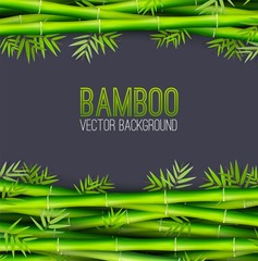 Bamboo background concept. Vector illustration desing