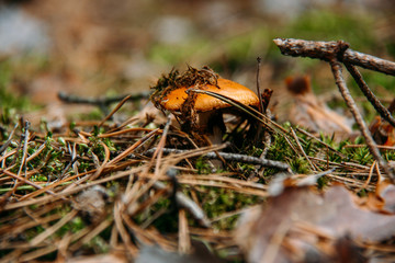 Mushroom in woods