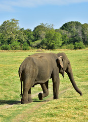 Elephant, Wild Nature, Sri Lanka, Minneriya National Park