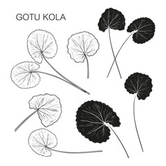 Gotu Kola. Leavesl. Silhouette, contour black color on a white background. Sketch