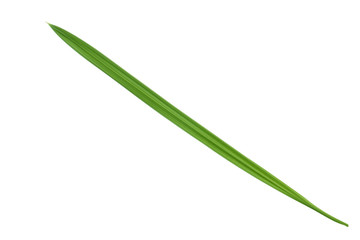 leaf of palm isolated on white background