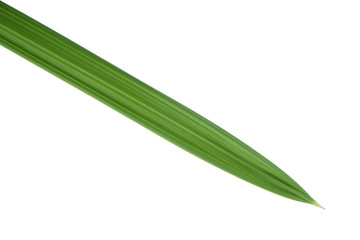 leaf of palm isolated on white background