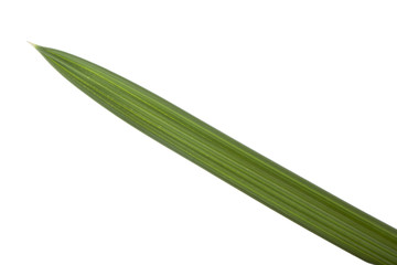 leaf of palm isolated on white background