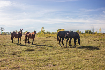 Bay and Chestnut Horses Grazing in Field