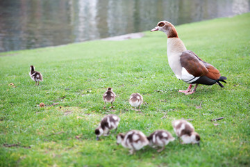 Egyptian goose (Alopochen Aegyptiaca) mother and her goslings at Leopold Park in Brussels Belgium
