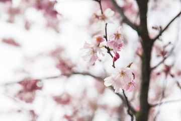 Spring cherry blossoms (Prunus subhirtella) at downtown Brussels Belgium