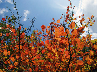  Autumn leaves against blue sky