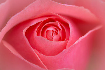 Fototapeta na wymiar dettaglio ravvicinato di bocciolo di rosa rosa in fioritura