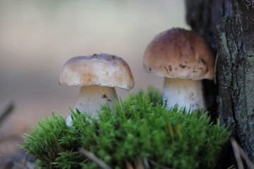 mushrooms in the forest
