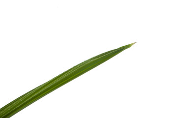 Obraz premium fresh green leaf of palm isolated on white background