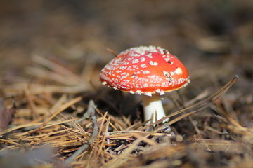 red fly agaric mushroom