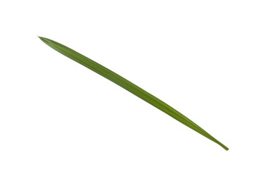 fresh green leaf of palm isolated on white background