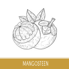 Mangosteen. The fruit is tropical. Sketch. On a white background.