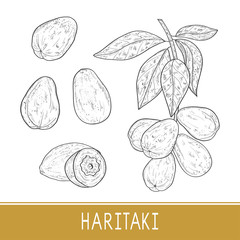Haritaki. Terminalia chebula. Plant. Fruit, leaves, branch. Set.