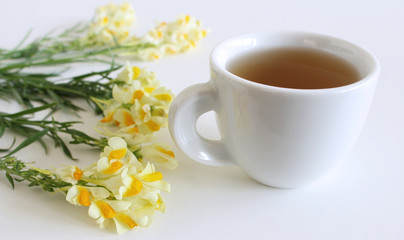 Flowering yellow Common Toadflax ,Linaria vulgaris and cup of tea close up isolated on white background.Medicinal plants, herbs in the nature. Healthy concept.