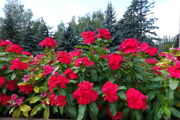 Vibrant crimson red flowers of Catharanthus roseus