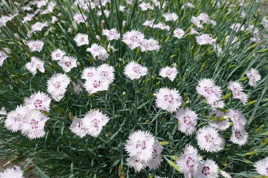 Greyish green foliage and pinkish white flowers of Dianthus deltoides