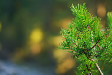 pine branches on blurred background