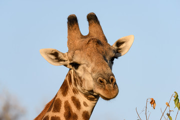 Giraffe