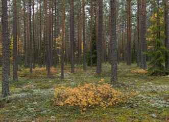 Obraz premium Grunge forest landscape in autumn