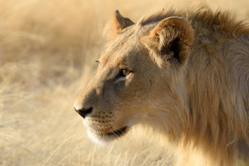 Fototapeta premium Löwin