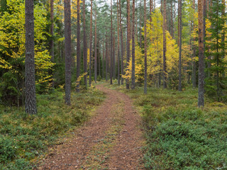 Grunge forest landscape in autumn