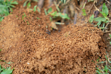 Ant hive
