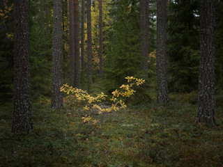 Grunge forest landscape in autumn