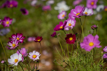 Obraz premium Cosmos in field