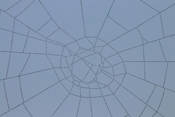 Spider web with raindrops on blurred background; close-up