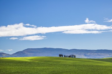 Beautiful rolling green fields and tree line with mountains in the distance with blue sky and cluds. Caledon, Western Cape, South Africa.