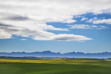 Beautiful rolling green and yellow fields with mountains in the distance with blue sky and cluds. Caledon, Western Cape, South Africa.