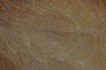 Naklejka premium brown wooden texture from a cut on a pine log