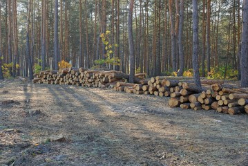 Fototapeta na wymiar a large pile of long pine logs in a forest cut-down