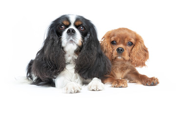 Two dogs isolated on white