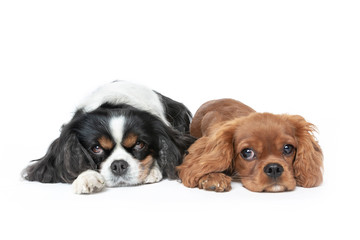 Two dogs isolated on white