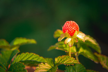 Potentilla indica plant (Yellow Flower Strawberry) with green background