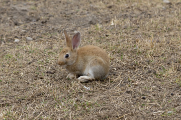 Naklejka na ściany i meble Little broun rabbit sitting on ground
