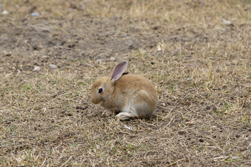 Little broun rabbit sitting on ground