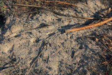 gray ash and pieces of branches in an extinct fire in the forest
