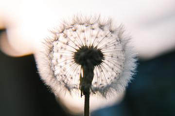 Perfect dandelion with blurry background